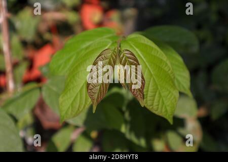 Schöne Textur der Blätter der Kratom Pflanze (Mitragyna speciosa). Diese Pflanze wird auch für die Herstellung traditioneller Medikamente in einigen Ländern des Südostens verwendet Stockfoto