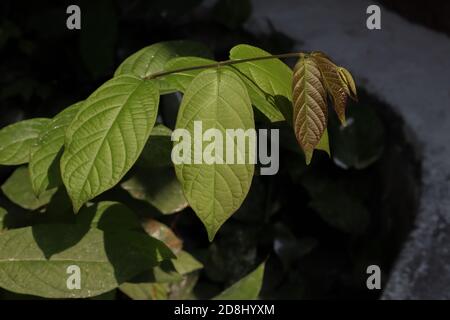 Schönes Muster von neugeborenen Mitragyna speciosa (Kratom Pflanze) Blättern. Diese Pflanze auch für die Herstellung von traditionellen Medikamenten in wenigen Ländern verwendet Stockfoto