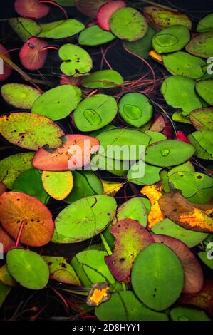 Bunte Seerosen, gesehen beim Kanufahren im Ontario Algonquin Provincial PARK, ONTARIO, KANADA. Stockfoto