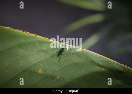 Nahaufnahme von winzigen Condylostylus fliegt auf Pflanzenblatt. Condylostylus ist eine Gattung von Fliegen in der Familie Dolichopodidae. Stockfoto