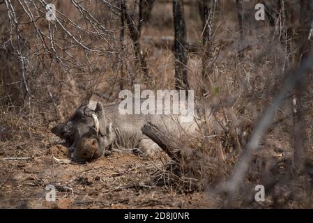 Ein männlicher Warzenschwein schlaft an einem heißen Tag Stockfoto