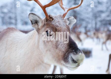 Rentierherde, im Winter, Lappland, Nordfinnland. Nahaufnahme der Tiere Stockfoto