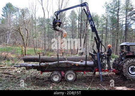 Der kleine mechanisierte Logger verwendet einen Forwarder, um geerntete Baumstämme in Montpelier, im Zentrum von Vermont, USA, zu bewegen. Stockfoto