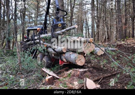 Der kleine mechanisierte Logger verwendet einen Forwarder, um geerntete Baumstämme in Montpelier, im Zentrum von Vermont, USA, zu bewegen. Stockfoto