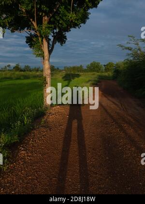 Menschlicher Schatten auf dem Boden am frühen Morgen. Mein Schatten und der Baum auf Reisfeld mit schöner Natur. Stockfoto