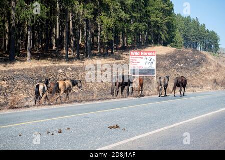 Eine kleine Gruppe von Wildpferden, die an der Wildnis vorbeiziehen Pferde Zeichen vor Kaapsehoop Stockfoto