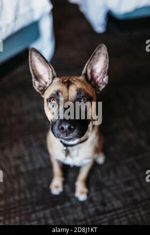 Porträt eines jungen deutschen Schäferhundes im Hotelzimmer Stockfoto