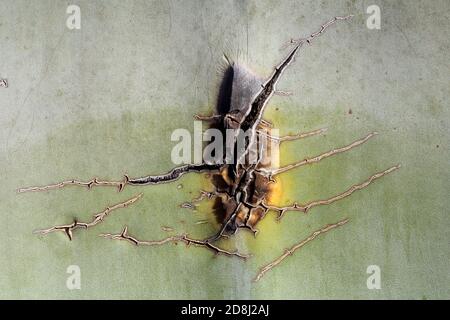 Agave Pflanze wächst im Naturpark Cabo de Gata, Spanien Agave Americana Kaktuspflanze wächst im Naturpark Cabo de Gata, Almeria, Spanien Stockfoto