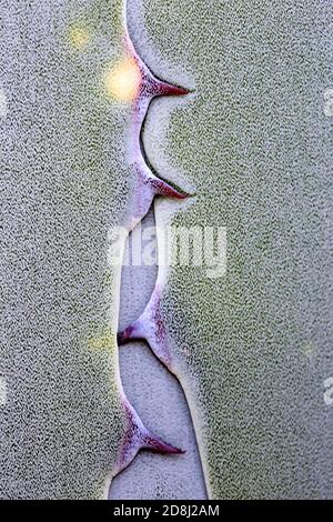 Agave Pflanze wächst im Naturpark Cabo de Gata, Spanien Agave Americana Kaktuspflanze wächst im Naturpark Cabo de Gata, Almeria, Spanien Stockfoto