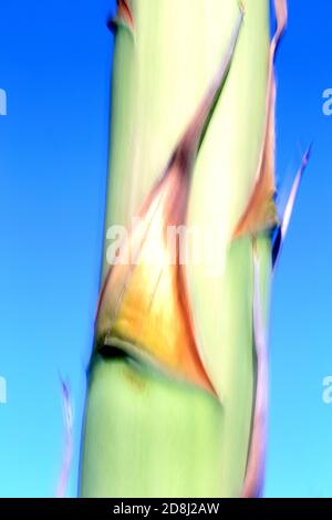 Agave Pflanze wächst im Naturpark Cabo de Gata, Spanien Agave Americana Kaktuspflanze wächst im Naturpark Cabo de Gata, Almeria, Spanien Stockfoto