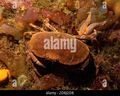 Nahaufnahme eines Krebs-Pagurus, auch als essbare Krabbe oder braune Krabbe bekannt. Bild von den Wetterinseln, Schweden Stockfoto