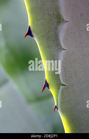 Agave Pflanze wächst im Naturpark Cabo de Gata, Spanien Agave Americana Kaktuspflanze wächst im Naturpark Cabo de Gata, Almeria, Spanien Stockfoto