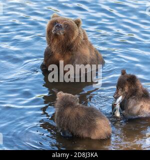 Mutter Kamtschatka Braunbär mit zwei Jungen fängt roten Lachs Fische im Fluss beim Laichen der Fische. Wilde Tiere in natürlichen Lebensraum. Stockfoto