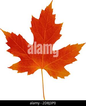 Herbst Blatt. Herbst Ahorn Blatt auf einem weißen Hintergrund. Vector Illustration Stock Vektor