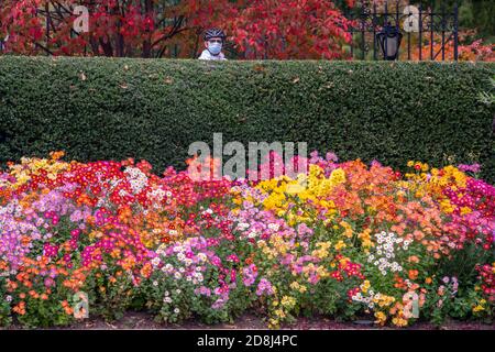 Besucher der Conservatory Gardens im Central Park in New York nehmen an einem trostlosen Herbstsonntag, dem 25. Oktober 2020, an verschiedenen Aktivitäten Teil. (© Richard B. Levine) Stockfoto