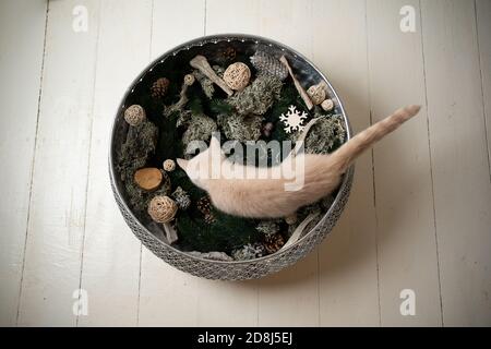 Draufsicht auf ein cremefarbenes britisches Kurzhaar-Kätzchen im Inneren Von Schale mit Winter Dekoaration Elemente Stockfoto