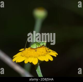Grüne Cricket ruht auf einer gelben Blume Stockfoto