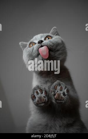 Ansicht von unten eines niedlichen grauen britischen Kurzhaar Kätzchen stehend Auf Glastisch lecken mit Kopierplatz Stockfoto