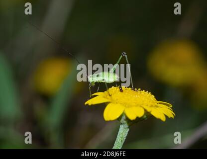 Grüne Cricket ruht auf einer gelben Blume Stockfoto