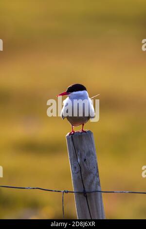 Eine einzelne arktische Tern Sterna paradiesaea, die auf einem hölzernen Zaunpfosten vor einem gelben Sonnenuntergang Hintergrund bei Dämmerung in Island Stockfoto