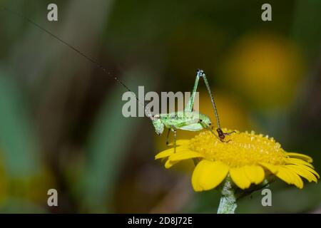 Grüne Cricket ruht auf einer gelben Blume Stockfoto