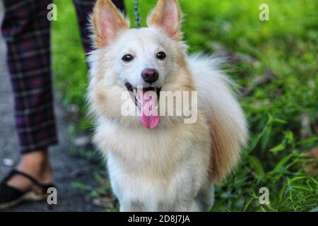 Niedliche weiße haarige samoyed Hund in schönen Hintergrund Stockfoto