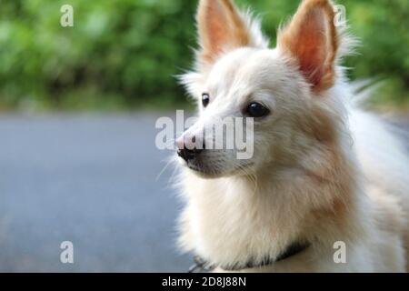 Niedliche weiße haarige samoyed Hund in schönen Hintergrund Stockfoto