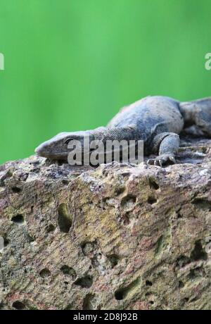 Monitoreidechse auf Felsen Inindian Dschungel ruht Stockfoto