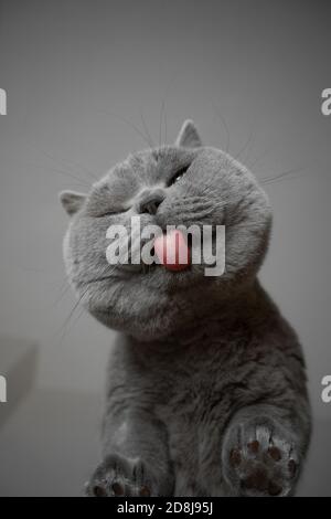 Ansicht von unten der flauschigen, wehenden britischen Kurzhaarkatze leckt eine Glastisch mit Kopierplatz Stockfoto