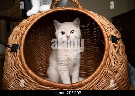 Cute cremefarbenen britischen Kurzhaar Kätzchen innerhalb von Korb Katze Träger Stockfoto