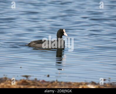 EURASISCHER COOT Fulica ATRA Stockfoto