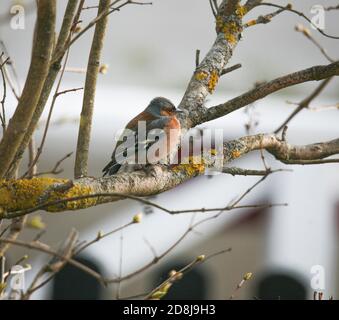 BUCHFINK Fringilla coelebs Stockfoto