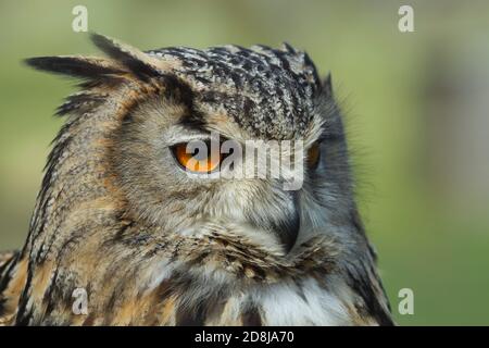 Captive European Eagle Owl (Bubo bubo) British Wildlife Centre Surrey. 22.04.2014. Stockfoto