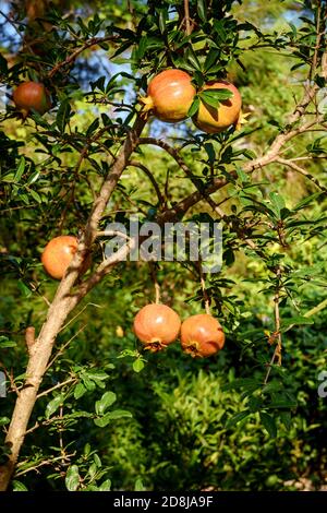 Fast reife Granatapfelfrucht, die an einem Baum hängt Stockfoto