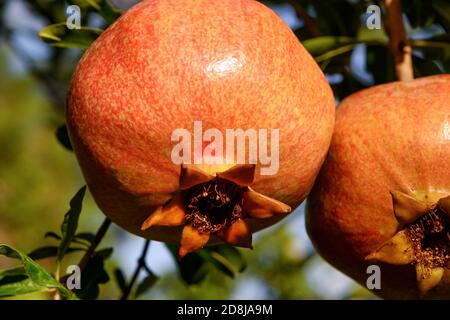 Fast reife Granatapfelfrucht, die an einem Baum hängt Stockfoto
