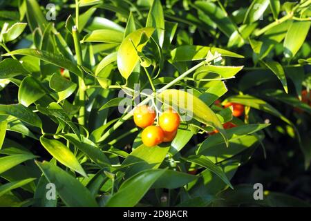 Alexandrinischer Lorbeer, Dichterlauer, Traubendorn, Alexandrinischer Lorbeer, Danae racemosa, perzsa csodabogyó Stockfoto