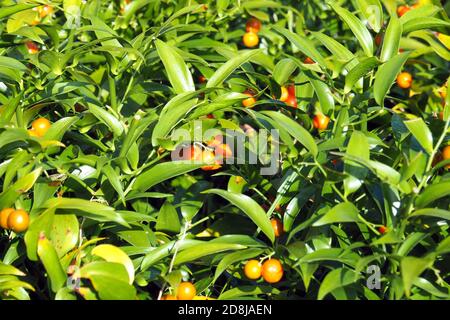 Alexandrinischer Lorbeer, Dichterlauer, Traubendorn, Alexandrinischer Lorbeer, Danae racemosa, perzsa csodabogyó Stockfoto