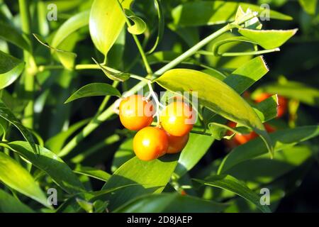 Alexandrinischer Lorbeer, Dichterlauer, Traubendorn, Alexandrinischer Lorbeer, Danae racemosa, perzsa csodabogyó Stockfoto