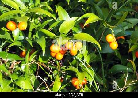 Alexandrinischer Lorbeer, Dichterlauer, Traubendorn, Alexandrinischer Lorbeer, Danae racemosa, perzsa csodabogyó Stockfoto