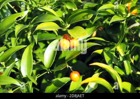 Alexandrinischer Lorbeer, Dichterlauer, Traubendorn, Alexandrinischer Lorbeer, Danae racemosa, perzsa csodabogyó Stockfoto