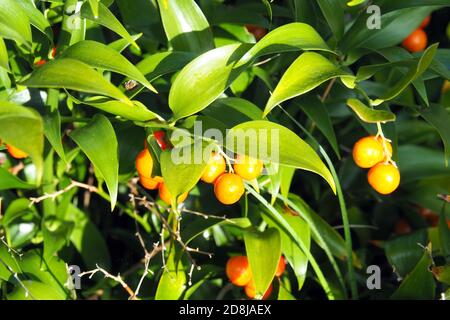 Alexandrinischer Lorbeer, Dichterlauer, Traubendorn, Alexandrinischer Lorbeer, Danae racemosa, perzsa csodabogyó Stockfoto