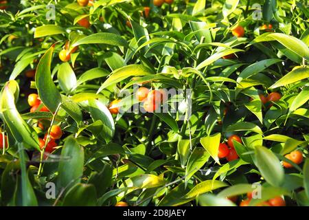 Alexandrinischer Lorbeer, Dichterlauer, Traubendorn, Alexandrinischer Lorbeer, Danae racemosa, perzsa csodabogyó Stockfoto