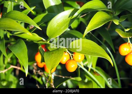 Alexandrinischer Lorbeer, Dichterlauer, Traubendorn, Alexandrinischer Lorbeer, Danae racemosa, perzsa csodabogyó Stockfoto