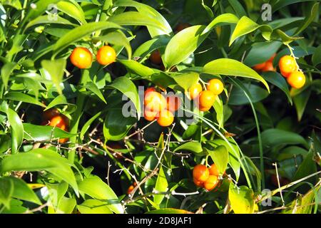 Alexandrinischer Lorbeer, Dichterlauer, Traubendorn, Alexandrinischer Lorbeer, Danae racemosa, perzsa csodabogyó Stockfoto