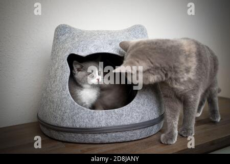 britische Kurzhaarkatze Mutter auf der Suche nach Kätzchen im Inneren des Filz Tierhöhle Stockfoto