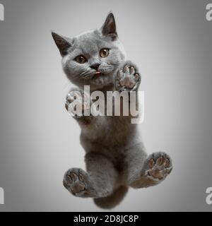 Ansicht von unten eines niedlichen grauen britischen Kurzhaar Kätzchen stehend Auf dem Glastisch, der auf die Kamera herabblickt, die klein heraussteht Zunge Stockfoto