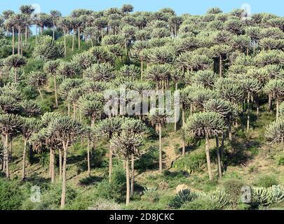 Baum groß Euphorbia bussei wachsen an den Hängen eines felsigen Hügels. . . Sinya Wildlife Management Area, Tansania. Stockfoto