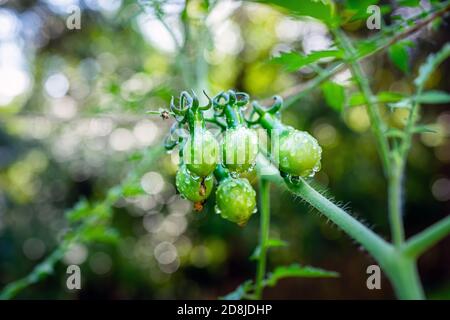 Makro Nahaufnahme der Birne Sorte von vielen kleinen grünen unreifen Gelbe Tomaten Cluster Gruppe hängen wächst auf Pflanzenrebe in Garten Stockfoto