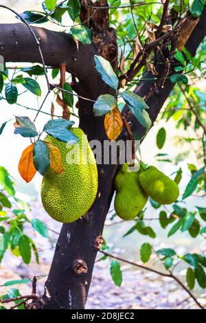 Einige unreife Jackfrucht in der Größe von groß bis klein Stockfoto