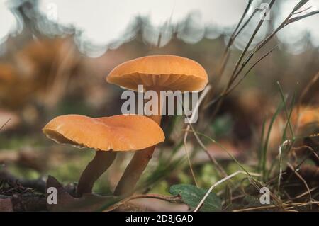 Shallow Focus Shot von Scurfy Deceiver Pilzen Stockfoto